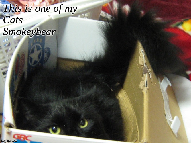 One of my cat's smokey bear | This is one of my 
Cats
Smokeybear | image tagged in memes,cats | made w/ Imgflip meme maker