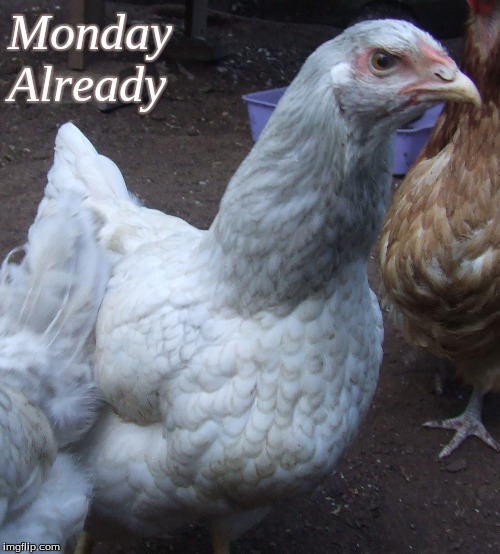 Monday Already | Monday
Already | image tagged in memes,chickens,monday already,monday already chickens | made w/ Imgflip meme maker