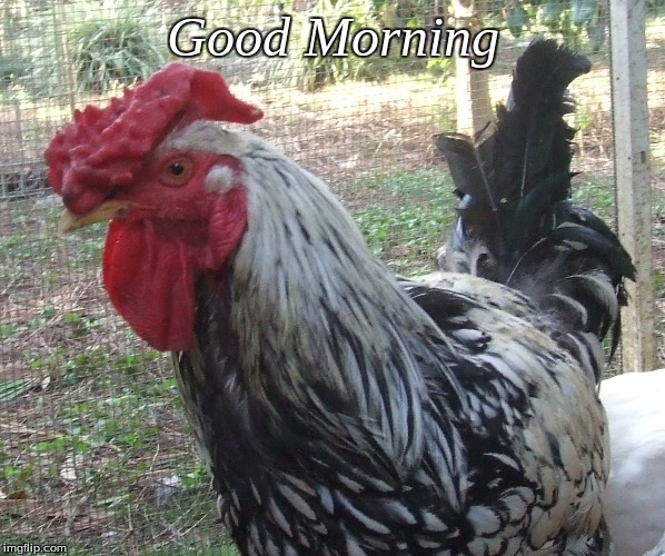 Good Morning | Good Morning | image tagged in memes,good morning,good morning chickens,chickens | made w/ Imgflip meme maker