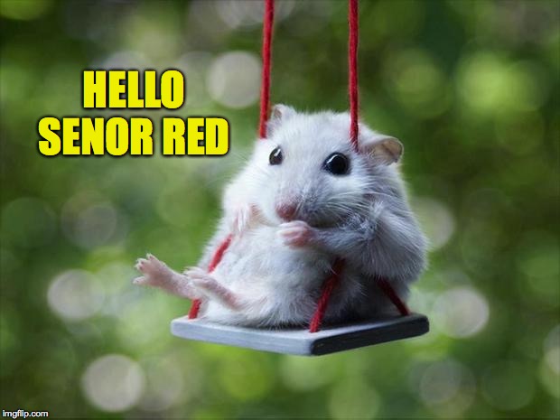 Mouse swing | HELLO SENOR RED | image tagged in mouse swing | made w/ Imgflip meme maker