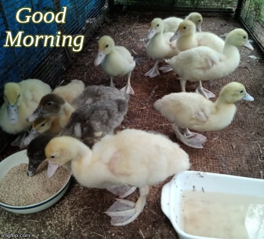 Good Morning | Good
Morning | image tagged in memes,ducks,good morning,good morning ducks | made w/ Imgflip meme maker