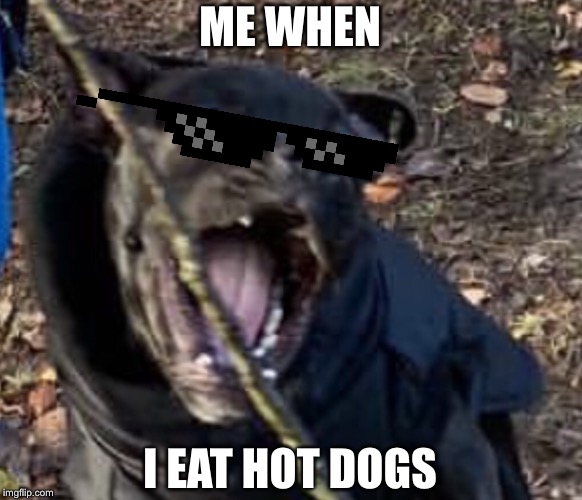 A new meme dog!? | ME WHEN; I EAT HOT DOGS | image tagged in a new meme dog | made w/ Imgflip meme maker