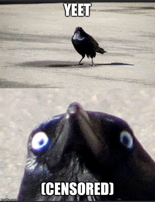insanity crow | YEET (CENSORED) | image tagged in insanity crow | made w/ Imgflip meme maker