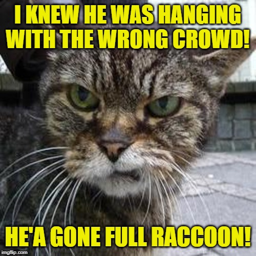 Angry Cat | I KNEW HE WAS HANGING WITH THE WRONG CROWD! HE'A GONE FULL RACCOON! | image tagged in angry cat | made w/ Imgflip meme maker