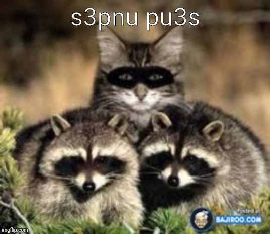 CRACK THE CODE | s3pnu pu3s | image tagged in cat raccoon,cats,crack,code,break,rules | made w/ Imgflip meme maker