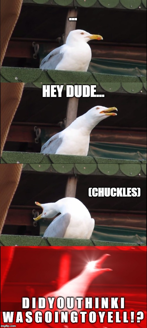 Inhaling Seagull | ... HEY DUDE... (CHUCKLES); D I D Y O U T H I N K I W A S G O I N G T O Y E L L ! ? | image tagged in memes,inhaling seagull | made w/ Imgflip meme maker