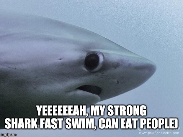Awkward Shark | YEEEEEEAH, MY STRONG SHARK FAST SWIM, CAN EAT PEOPLE) | image tagged in awkward shark | made w/ Imgflip meme maker
