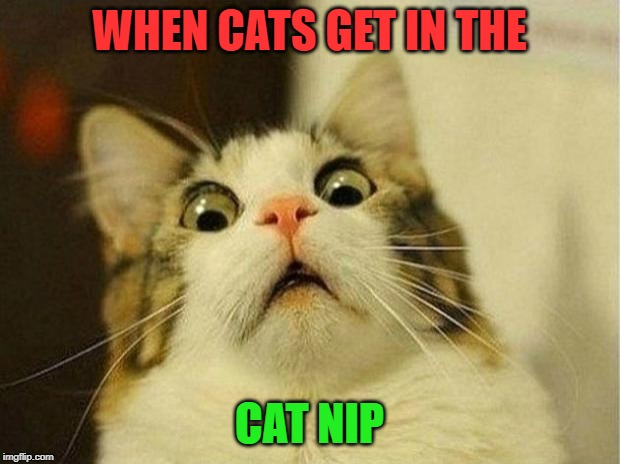 Scared Cat | WHEN CATS GET IN THE; CAT NIP | image tagged in memes,scared cat | made w/ Imgflip meme maker