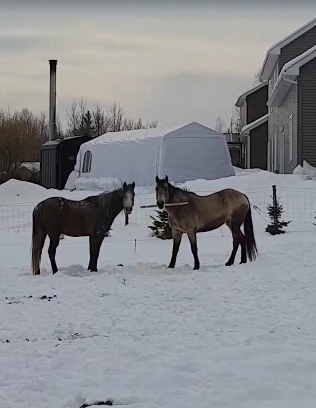 Horses caught fighting with a stick Blank Meme Template