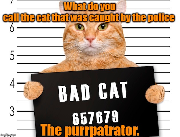 Arrested cat | What do you call the cat that was caught by the police; The purrpatrator. | image tagged in cat | made w/ Imgflip meme maker