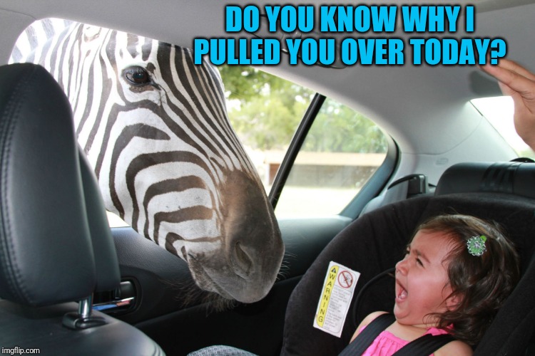 Zebra - Do you have a minute | DO YOU KNOW WHY I PULLED YOU OVER TODAY? | image tagged in zebra - do you have a minute | made w/ Imgflip meme maker