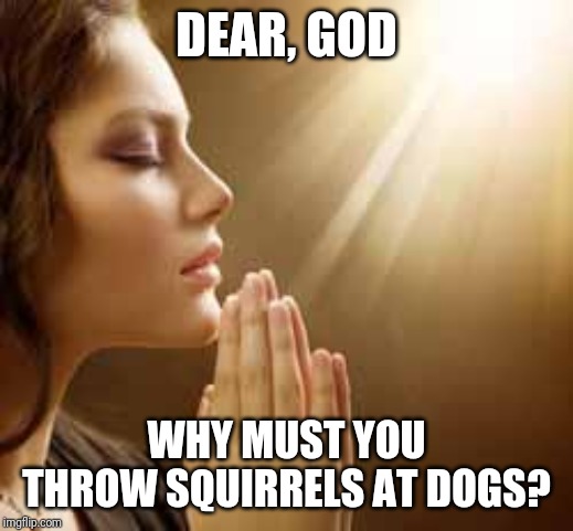 prayergirl | DEAR, GOD WHY MUST YOU THROW SQUIRRELS AT DOGS? | image tagged in prayergirl | made w/ Imgflip meme maker