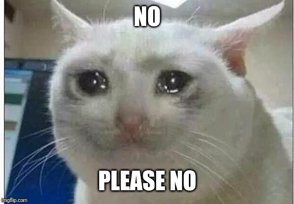 crying cat | NO PLEASE NO | image tagged in crying cat | made w/ Imgflip meme maker