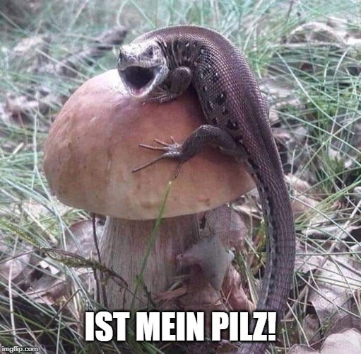 IST MEIN PILZ! | image tagged in pilz,german,istmeinpilz,mushroom,ismymushroom | made w/ Imgflip meme maker