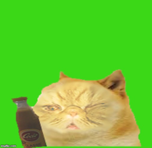 Cocio Cat | image tagged in cats,cat,fat,cocio | made w/ Imgflip meme maker
