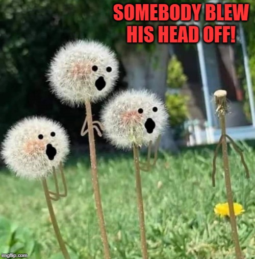 don't lose your head | SOMEBODY BLEW HIS HEAD OFF! | image tagged in dandelions,blew his head off | made w/ Imgflip meme maker