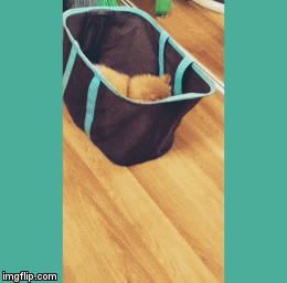 Having Fun ! | image tagged in gifs,funny memes,cats,persian | made w/ Imgflip video-to-gif maker