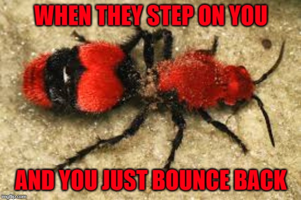 WHEN THEY STEP ON YOU AND YOU JUST BOUNCE BACK | made w/ Imgflip meme maker