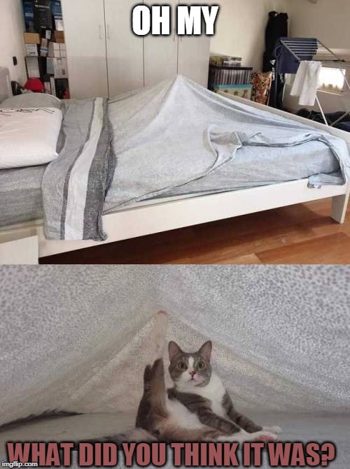! | OH MY; WHAT DID YOU THINK IT WAS? | image tagged in cats,memes,cat | made w/ Imgflip meme maker