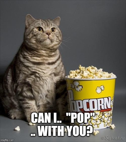 Cat eating popcorn | CAN I..  "POP" .. WITH YOU? | image tagged in cat eating popcorn | made w/ Imgflip meme maker