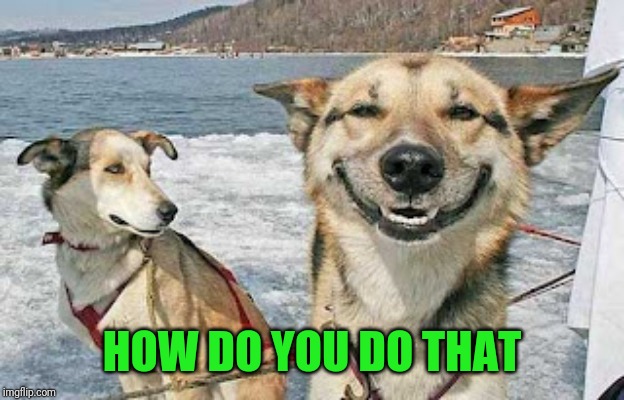 Original Stoner Dog Meme | HOW DO YOU DO THAT | image tagged in memes,original stoner dog | made w/ Imgflip meme maker