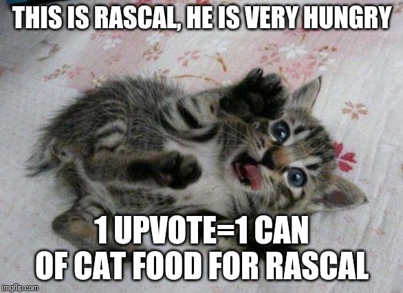 Hungry kitty | THIS IS RASCAL, HE IS VERY HUNGRY; 1 UPVOTE=1 CAN OF CAT FOOD FOR RASCAL | image tagged in cute kitten | made w/ Imgflip meme maker
