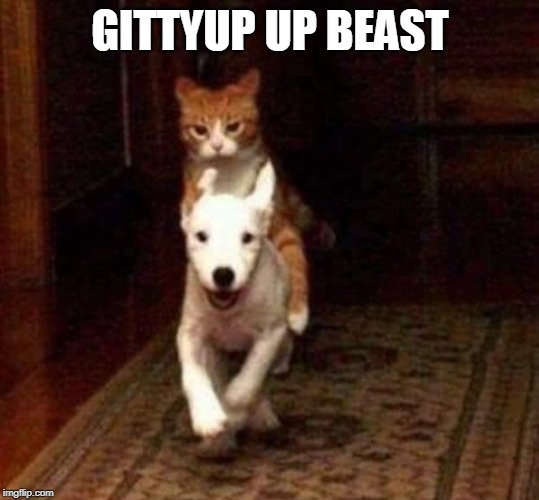 catdog | GITTYUP UP BEAST | image tagged in catdog | made w/ Imgflip meme maker