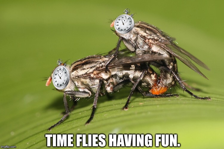 Time flies having fun. | TIME FLIES HAVING FUN. | image tagged in flies,fun,time | made w/ Imgflip meme maker