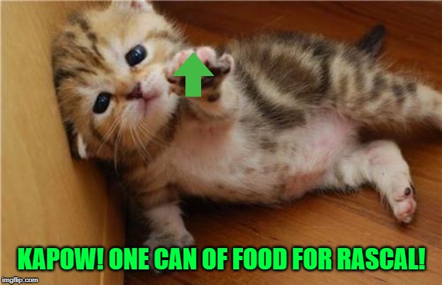 KAPOW! ONE CAN OF FOOD FOR RASCAL! | made w/ Imgflip meme maker