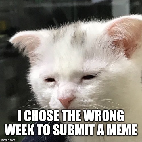 Depressed Cat | I CHOSE THE WRONG WEEK TO SUBMIT A MEME | image tagged in depressed cat | made w/ Imgflip meme maker