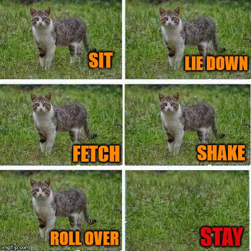 Cats never listen to you |  LIE DOWN; SIT; FETCH; SHAKE; STAY; ROLL OVER | image tagged in cats | made w/ Imgflip meme maker