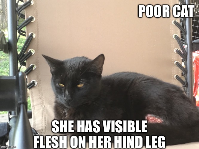 Poor Cat | POOR CAT; SHE HAS VISIBLE FLESH ON HER HIND LEG | image tagged in cat | made w/ Imgflip meme maker