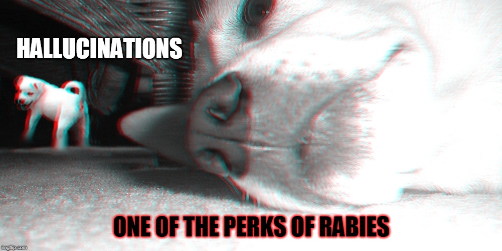 HALLUCINATIONS.  ONE OF THE PERKS OF RABIES | HALLUCINATIONS; ONE OF THE PERKS OF RABIES | image tagged in dog,hallucinations,rabies,cute puppy | made w/ Imgflip meme maker