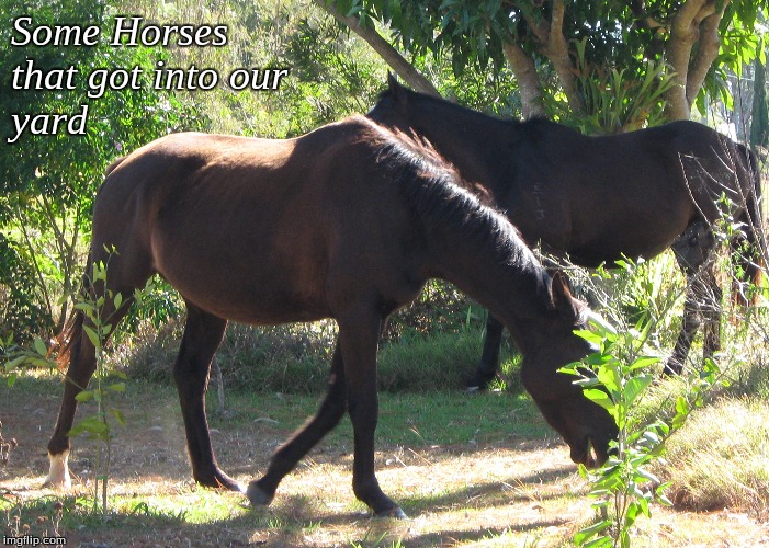 Some Horses that got into our yard | Some Horses
that got into our
yard | image tagged in memes,horses | made w/ Imgflip meme maker