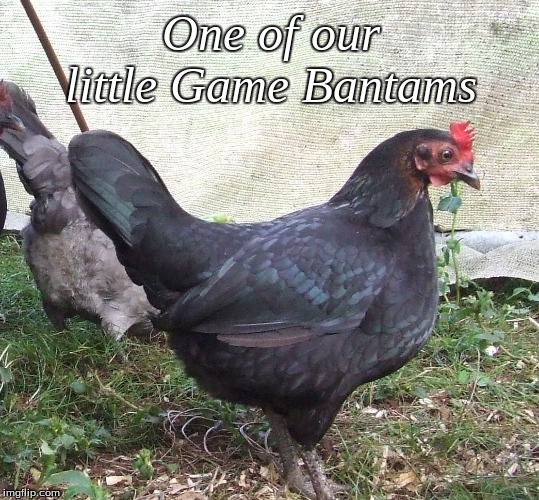 One of our little game bantams | One of our little Game Bantams | image tagged in memes,game bantam | made w/ Imgflip meme maker