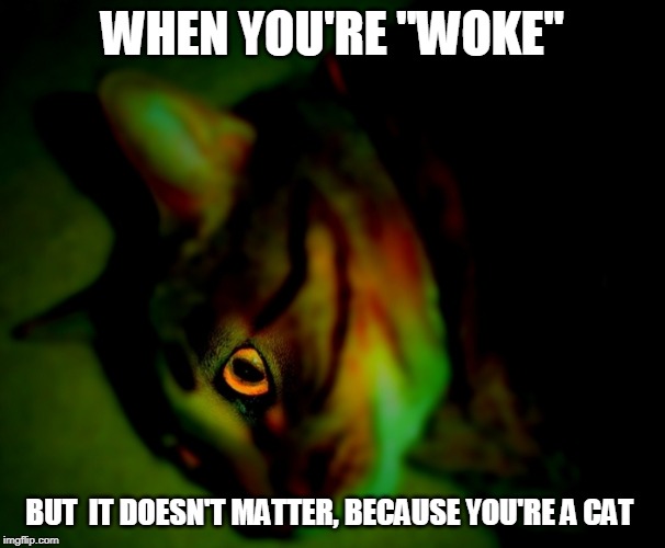 When you're "woke"
But it doesn't matter, because you're a cat | WHEN YOU'RE "WOKE"; BUT  IT DOESN'T MATTER, BECAUSE YOU'RE A CAT | image tagged in woke,cat | made w/ Imgflip meme maker