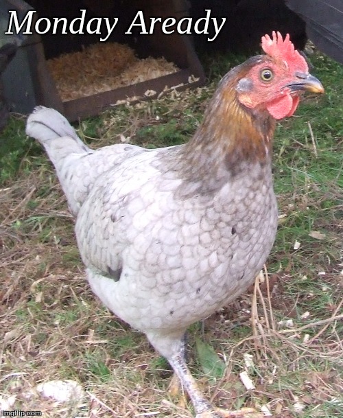 Monday Already | Monday Aready | image tagged in memes,monday already,chickens,good morning,good morning chickens | made w/ Imgflip meme maker