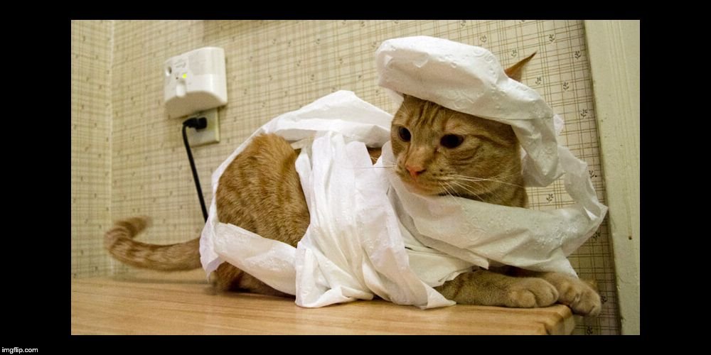 toilet paper mummy cat | image tagged in toilet paper mummy cat | made w/ Imgflip meme maker