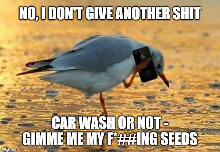 Gimme my SEEDS | NO, I DON'T GIVE ANOTHER SHIT; CAR WASH OR NOT - GIMME ME MY F*##ING SEEDS | image tagged in toilet humor | made w/ Imgflip meme maker