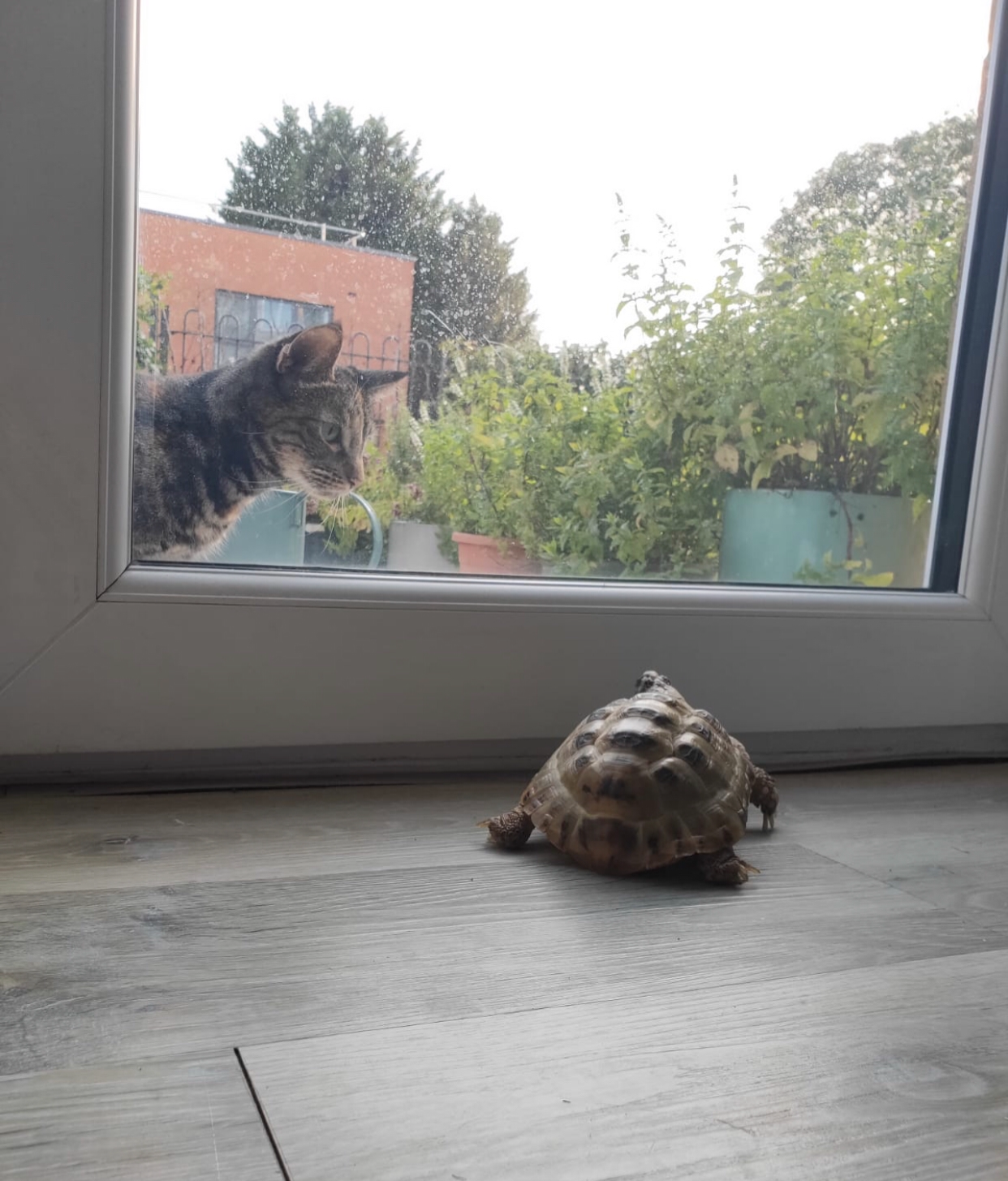 High Quality Tortoise and cat Blank Meme Template