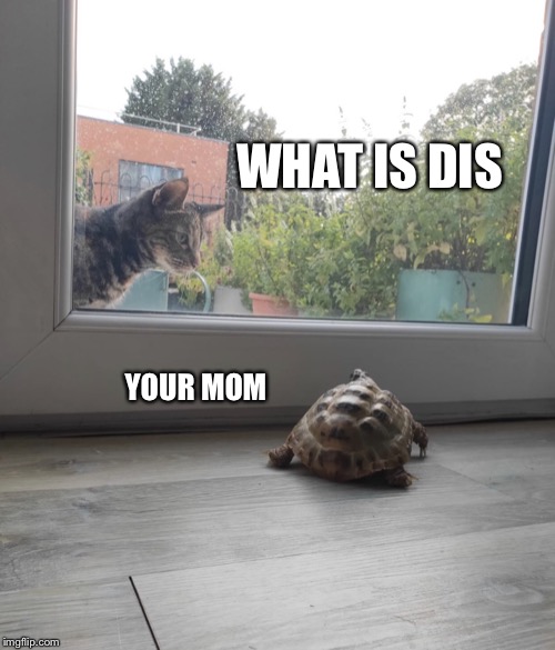 Tortoise and cat | WHAT IS DIS; YOUR MOM | image tagged in tortoise and cat | made w/ Imgflip meme maker