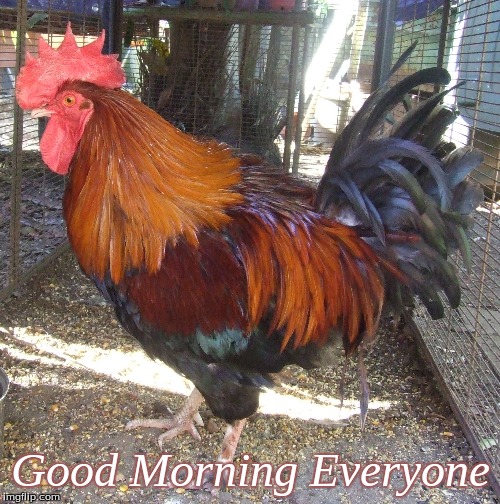 Good Morning evryone | Good Morning Everyone | image tagged in memes,roosters,chickens,good morning,good morning chickens | made w/ Imgflip meme maker