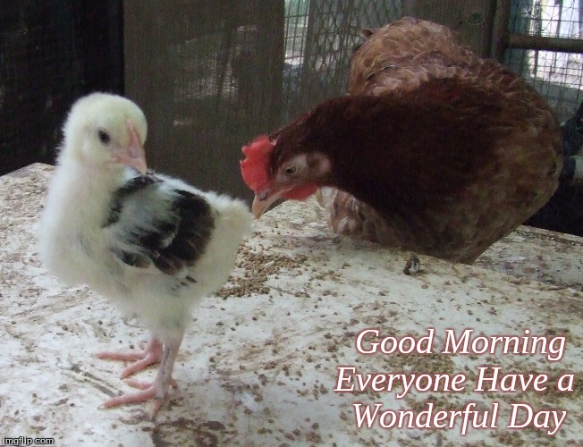 Good morning everyone have a wonderful day | Good Morning 
Everyone Have a
Wonderful Day | image tagged in memes,chickens,good morning,good morning chickens | made w/ Imgflip meme maker