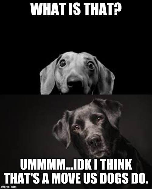 Caught by dogs. | WHAT IS THAT? UMMMM...IDK I THINK THAT'S A MOVE US DOGS DO. | image tagged in dogs | made w/ Imgflip meme maker
