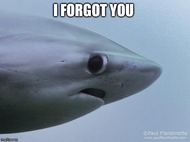 Awkward Shark | I FORGOT YOU | image tagged in awkward shark | made w/ Imgflip meme maker