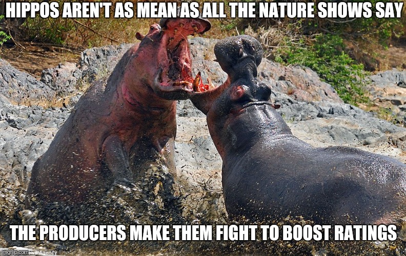 All the tv is a lie | HIPPOS AREN'T AS MEAN AS ALL THE NATURE SHOWS SAY; THE PRODUCERS MAKE THEM FIGHT TO BOOST RATINGS | image tagged in hippo,animals,nature,documentary,media lies | made w/ Imgflip meme maker