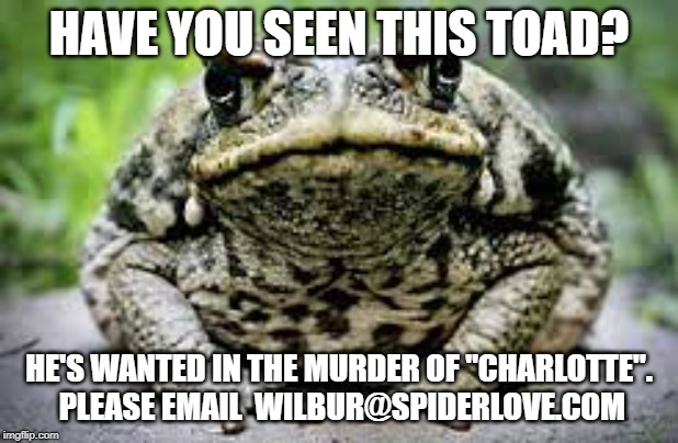 Toad's Crazy Insane Meme? | HAVE YOU SEEN THIS TOAD? HE'S WANTED IN THE MURDER OF "CHARLOTTE".  PLEASE EMAIL  WILBUR@SPIDERLOVE.COM | image tagged in toad's crazy insane meme | made w/ Imgflip meme maker