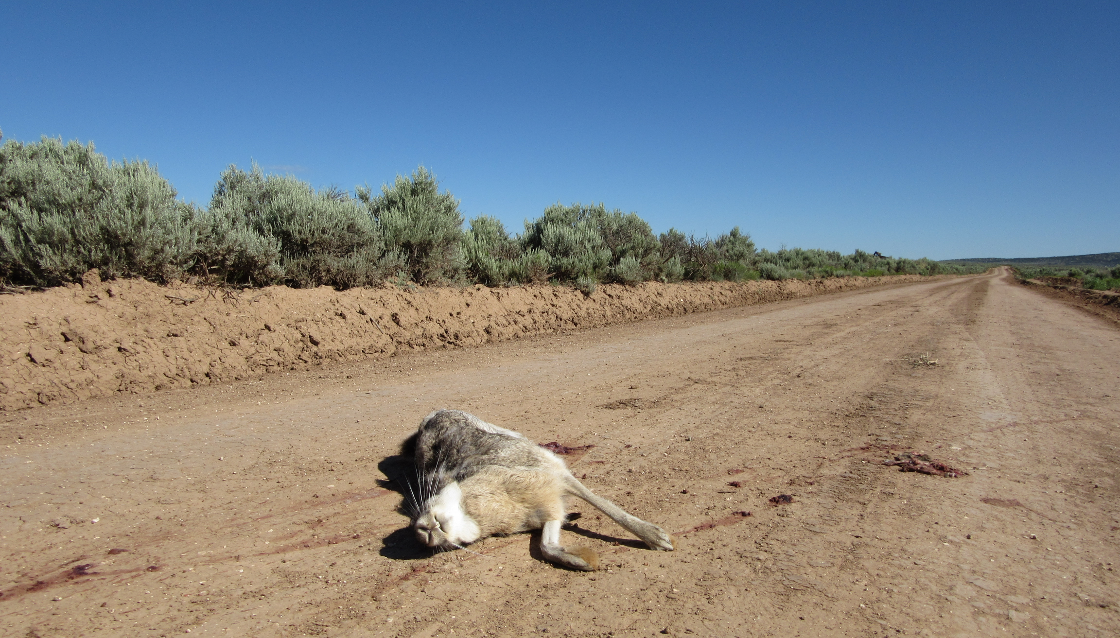 High Quality Road Kill Rabbit Blank Meme Template