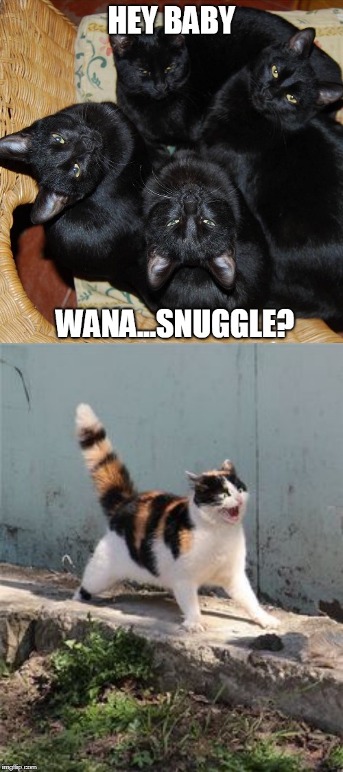 4 BLACK ONE CALICO | HEY BABY; WANA...SNUGGLE? | image tagged in cats,memes,cat | made w/ Imgflip meme maker
