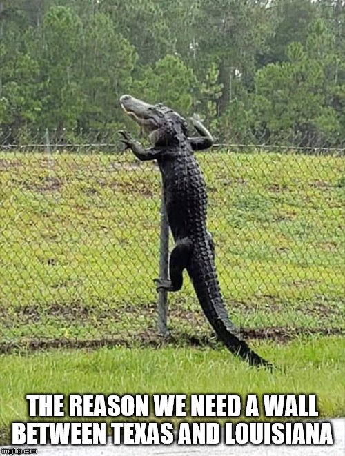 Need a wall | THE REASON WE NEED A WALL BETWEEN TEXAS AND LOUISIANA | image tagged in alligator | made w/ Imgflip meme maker